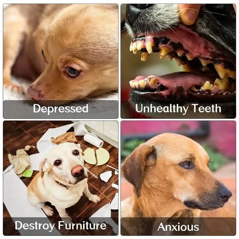 6-Pack Squeaky Dog Toys
