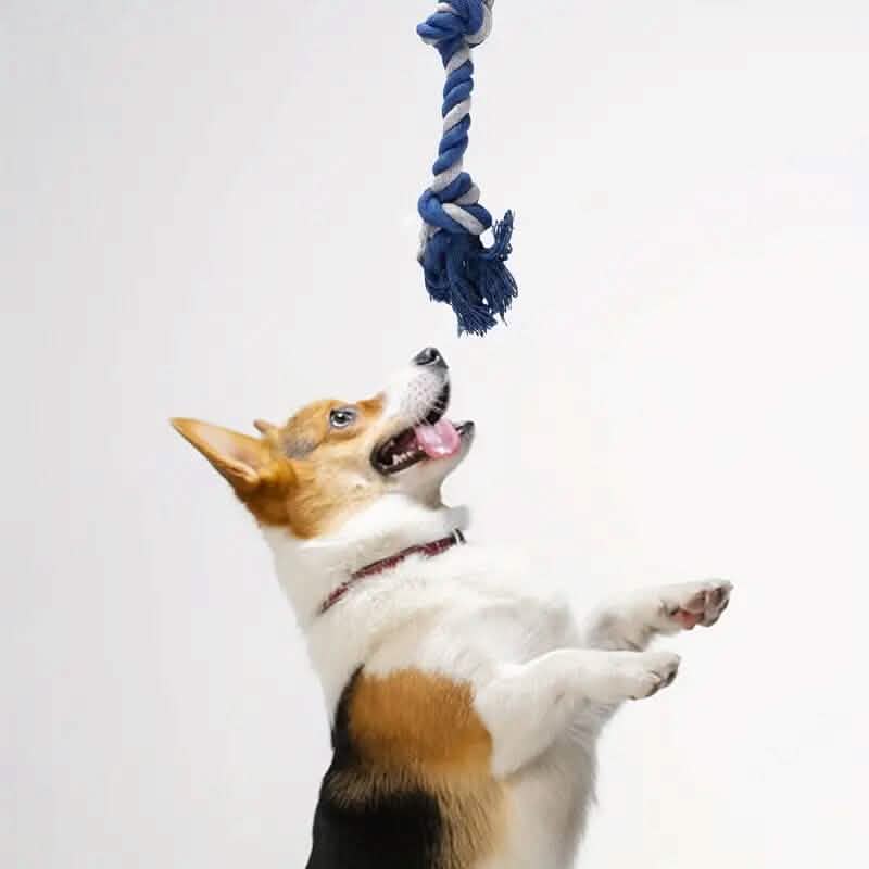6-Pack Squeaky Dog Toys