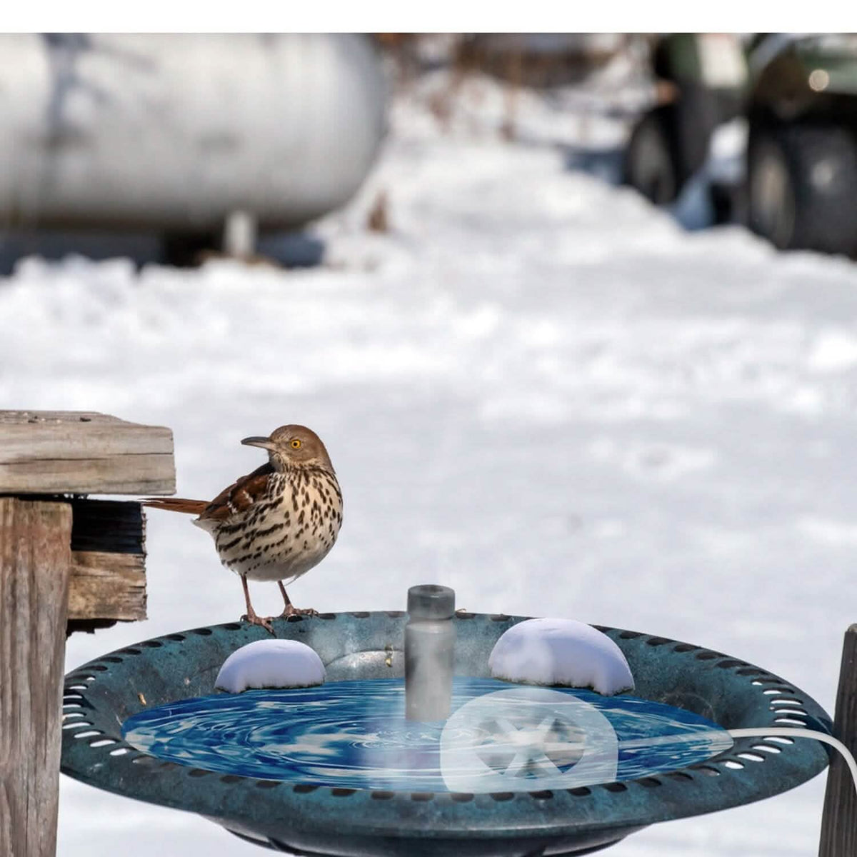 Bird Bath Water Heater