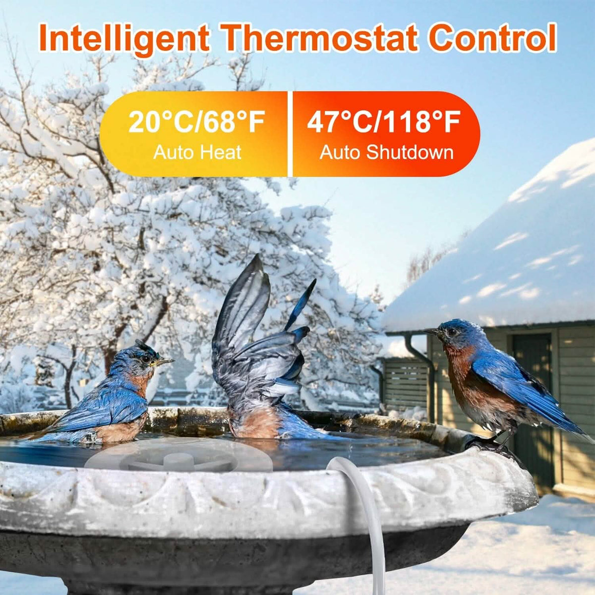 Bird Bath Water Heater