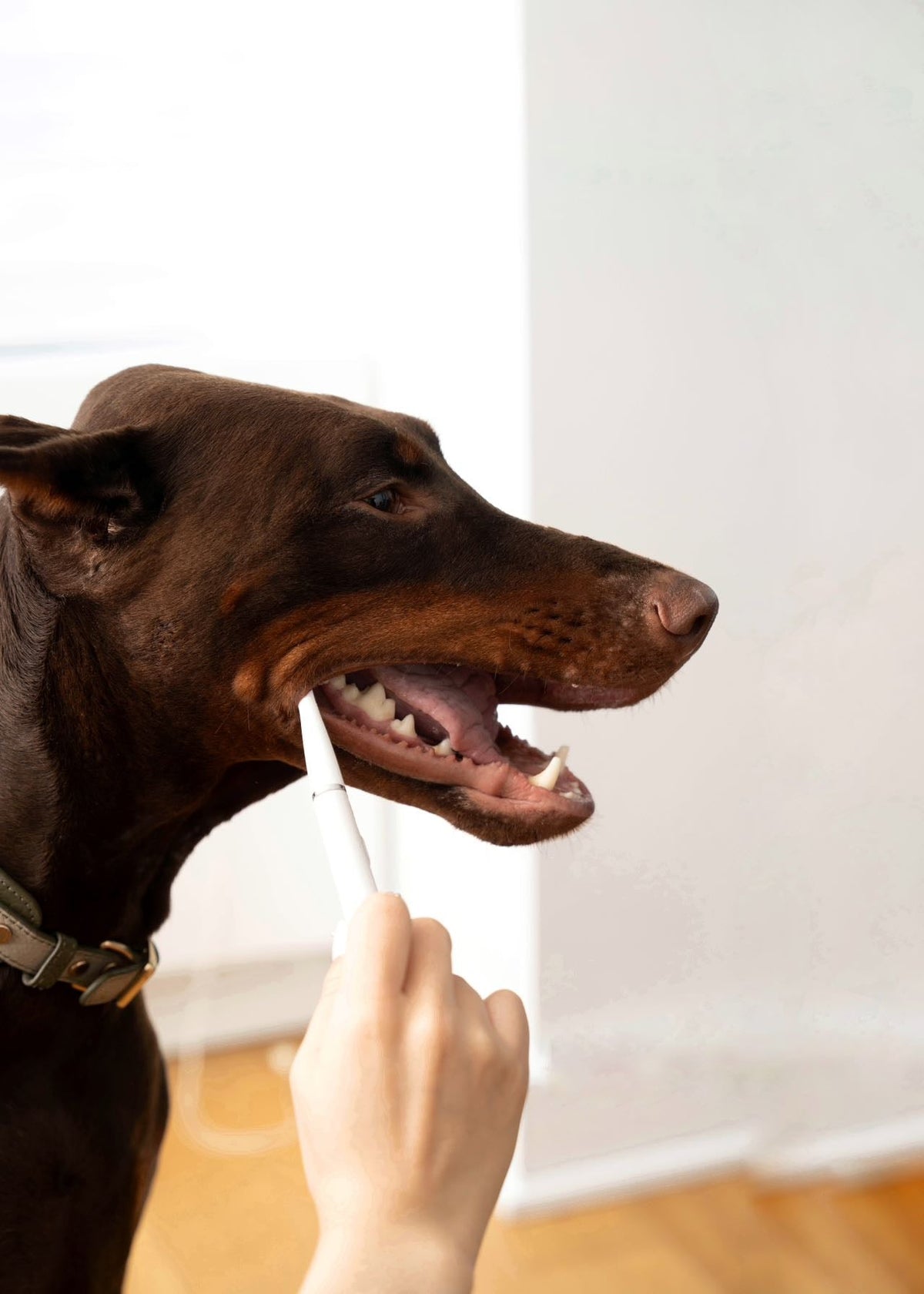 Pet Dental Cleaning Kit