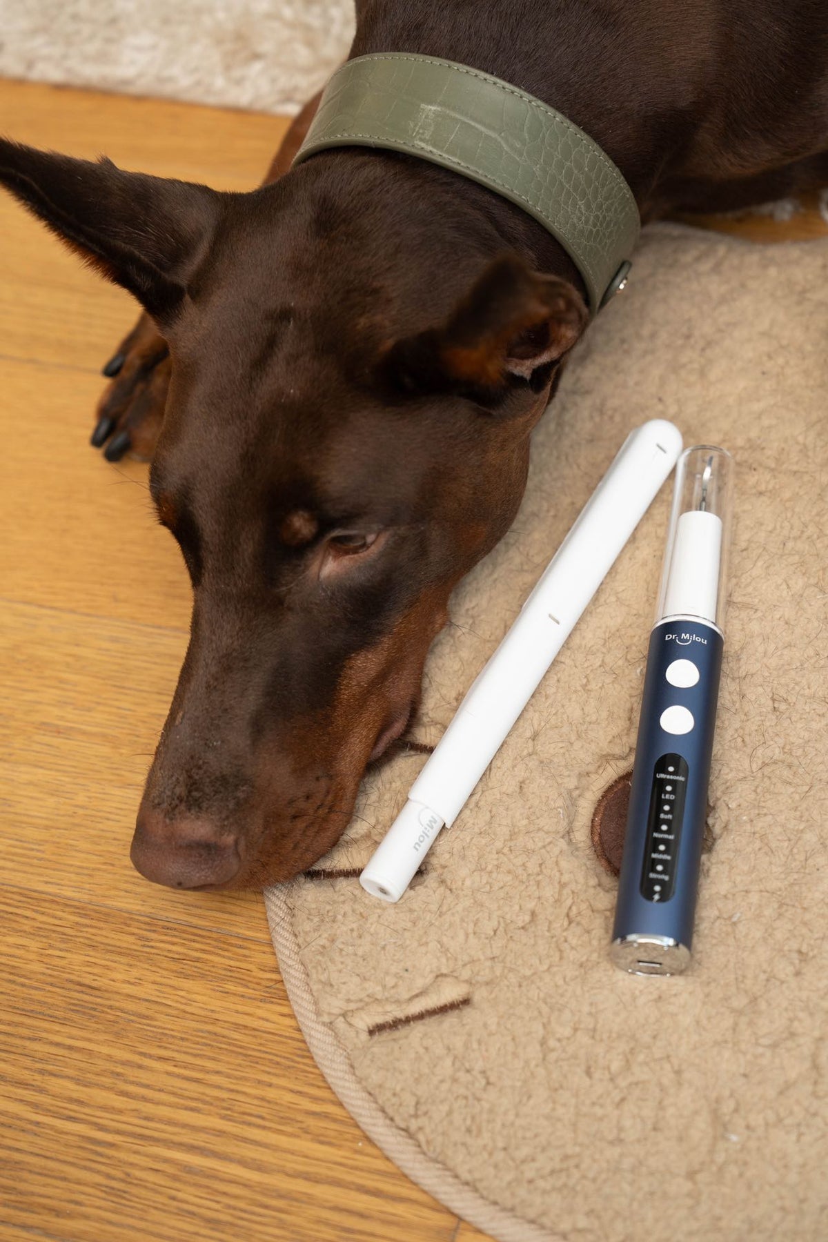 Pet Dental Cleaning Kit