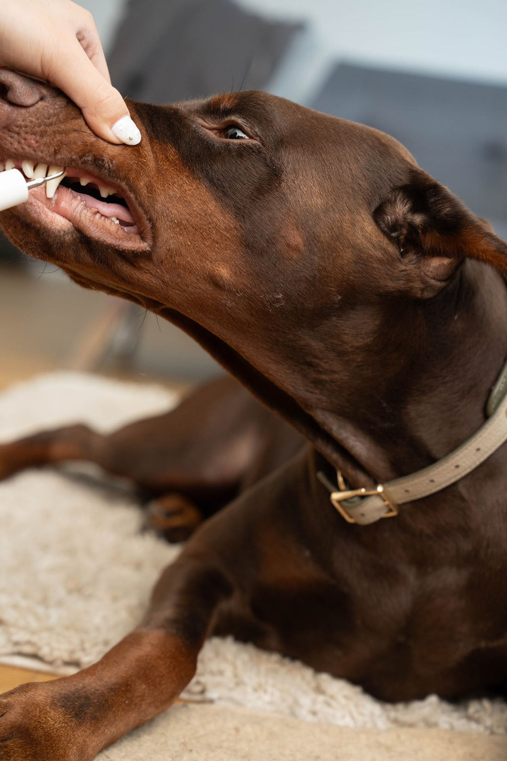 Pet Dental Cleaning Kit
